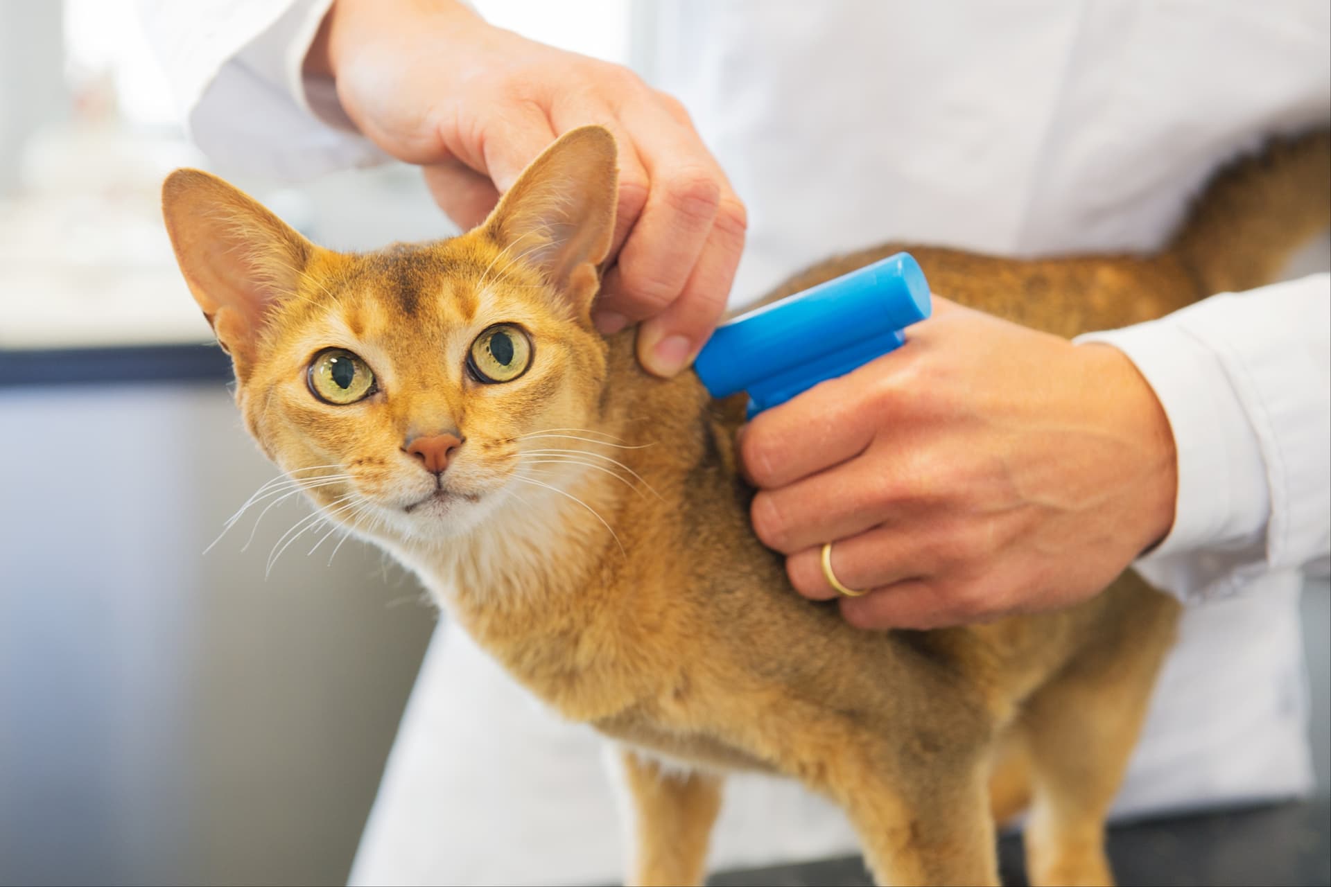 Чипирование собаки, кошки