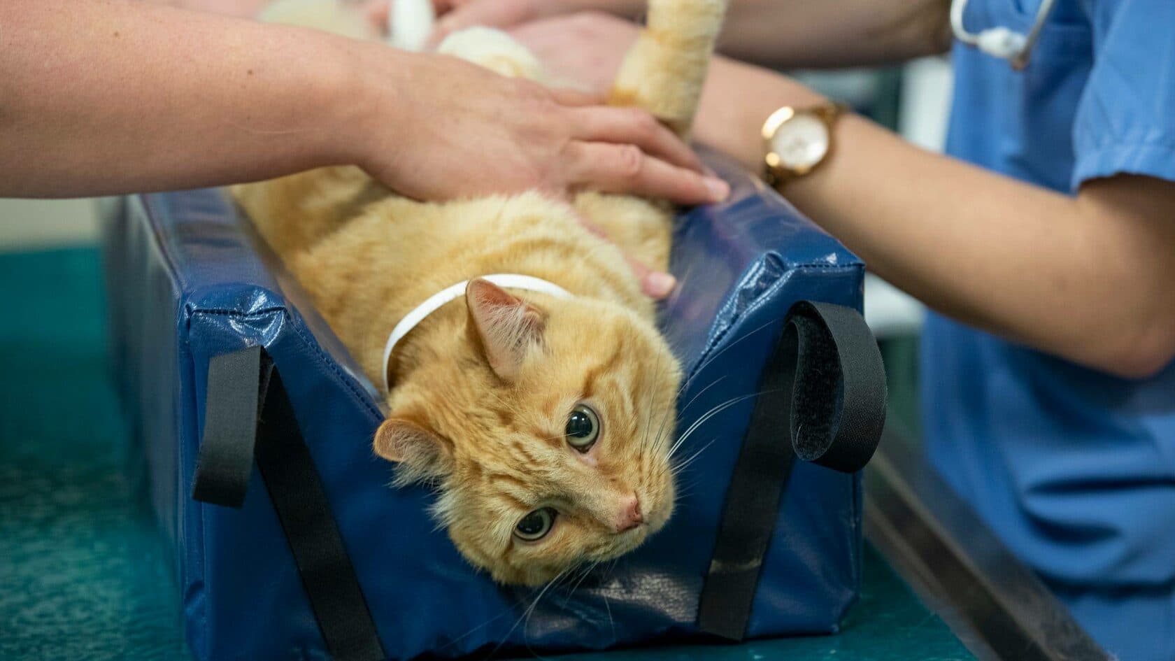 Цистотомия (кошка/собака)﻿