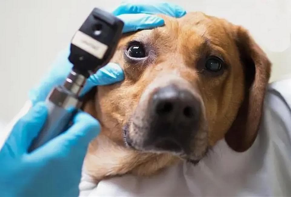 Энуклеация глазного яблока (собака более 10 кг)