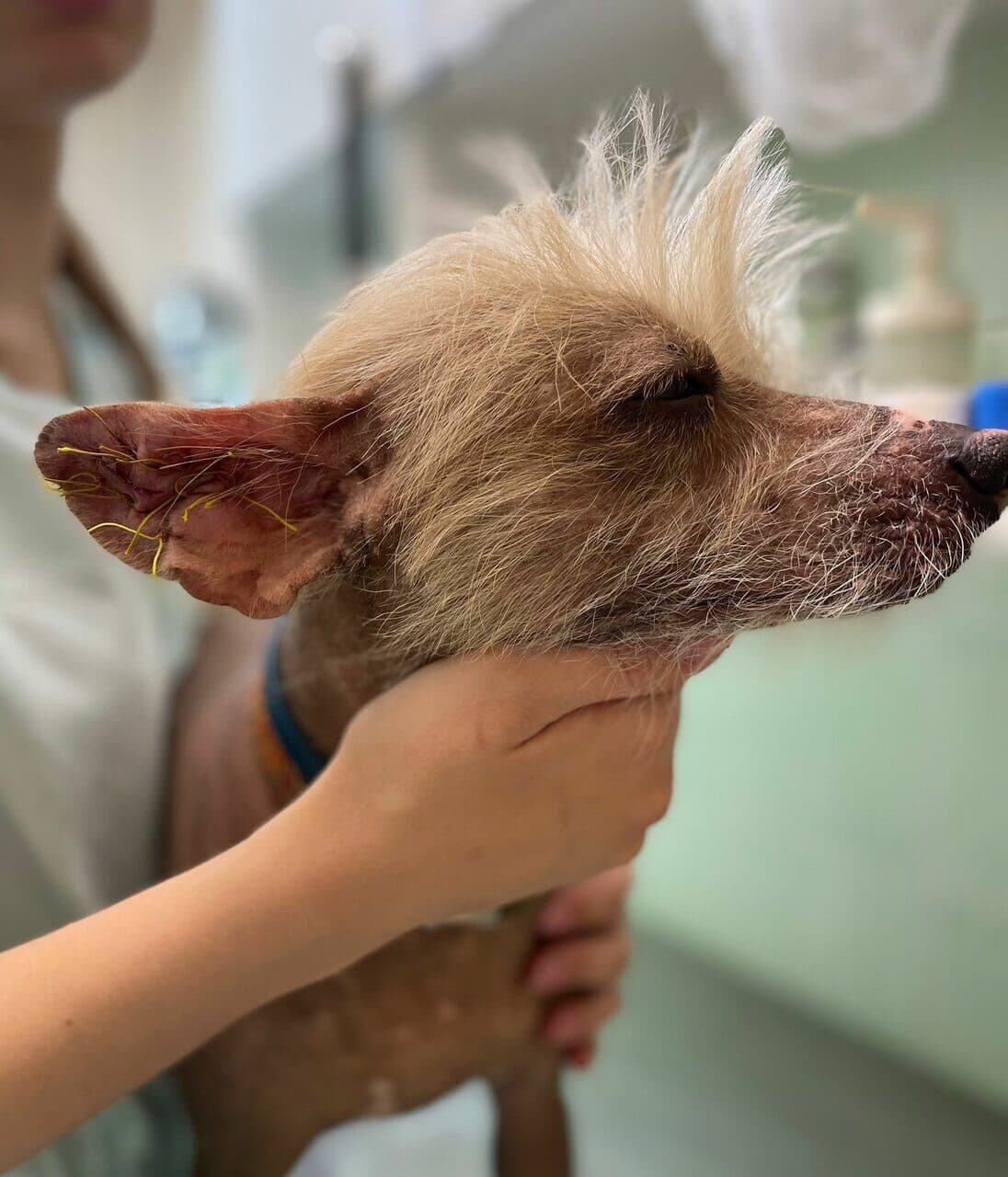 Хирургическое лечение отогематомы кошка, собаки до 10 кг