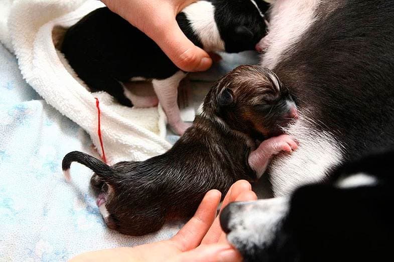 Родовспоможение при патологическом течении﻿