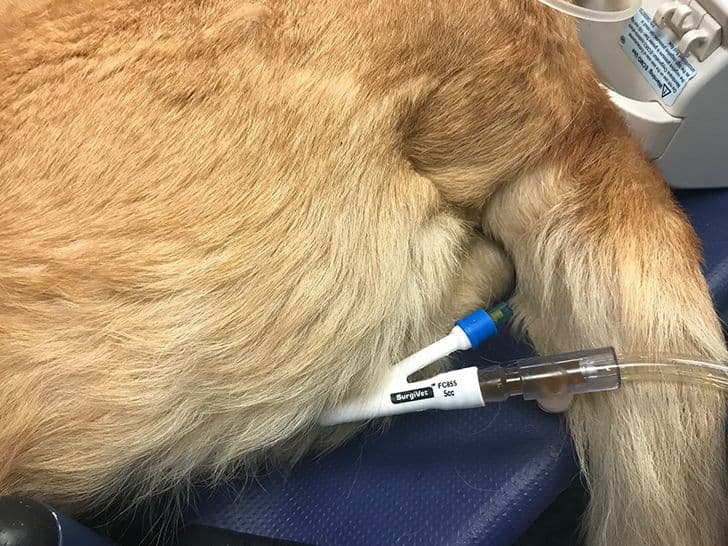 Катетеризация мочевого пузыря кошки (по категориям)﻿