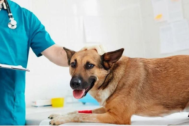 Микроскопия соскоба нативного материала