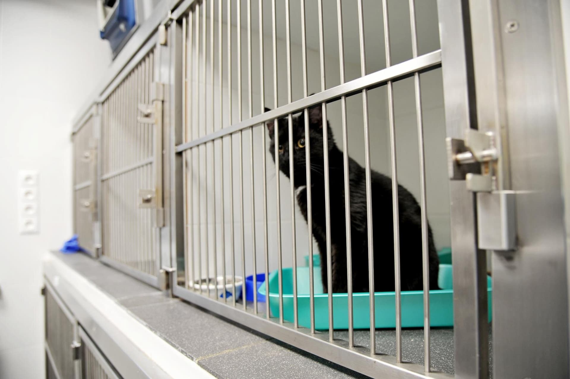 Стационар 12 часов (уход, кормление) для животных в тяжёлом состоянии