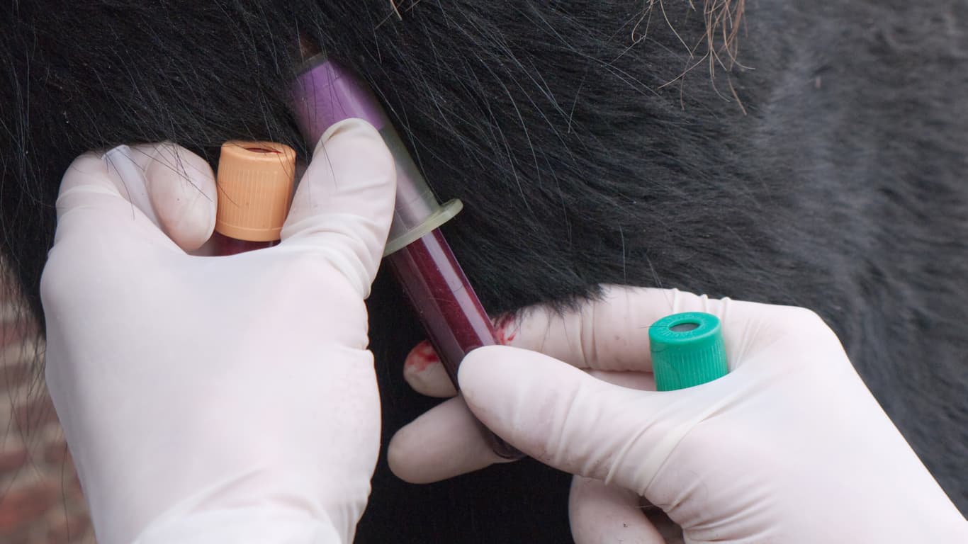 Забор крови