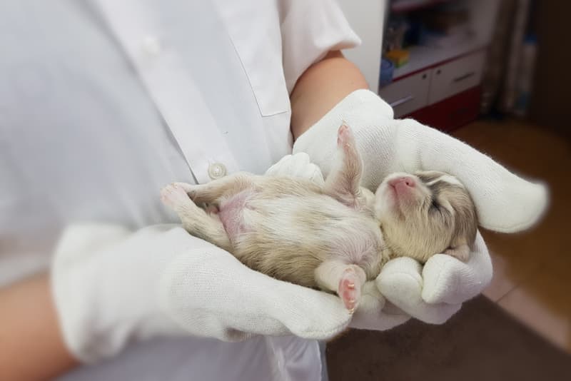 Определение пола у котят, щенков