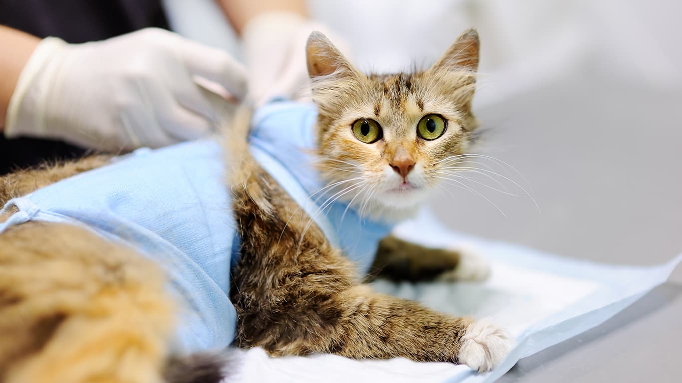 Сшивание стенки мочевого пузыря﻿