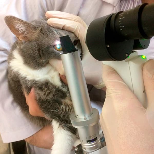 Энуклеация глазного яблока (кошка, собака до 10кг)
