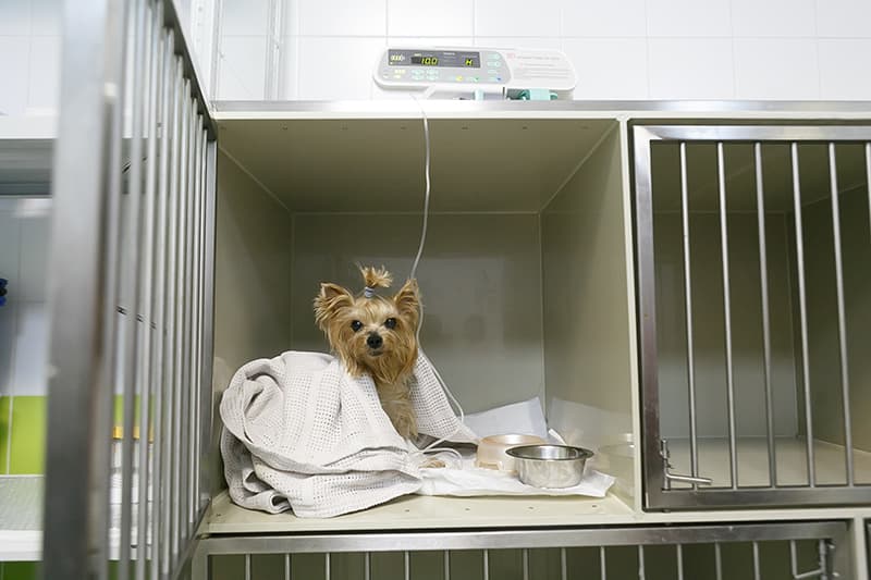 Стационар 12 часов (уход, кормление) кошки, собаки до 10кг