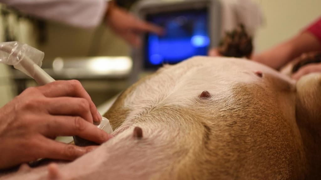 УЗИ ЖКТ (желудочно-кишечного тракта)﻿