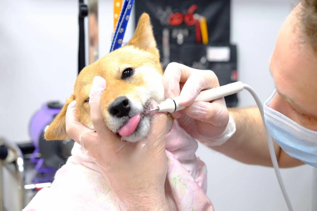 Удаление постоянных зубов, 3-корневой