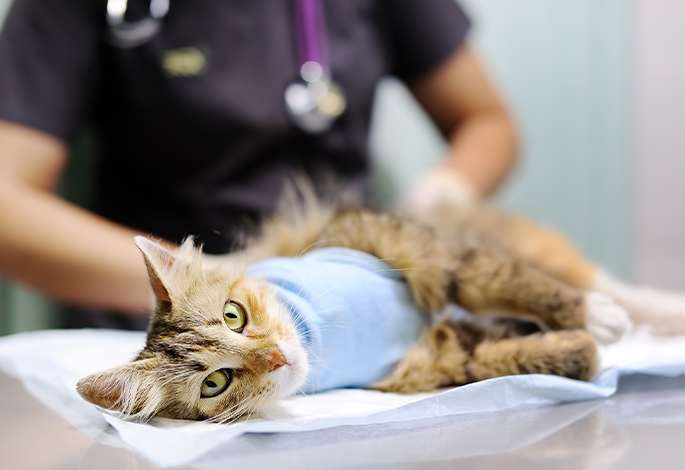 Удаление папилломы﻿