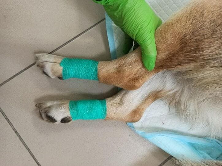 Удаление прибылых пальцев у собаки после 3-х месяцев﻿