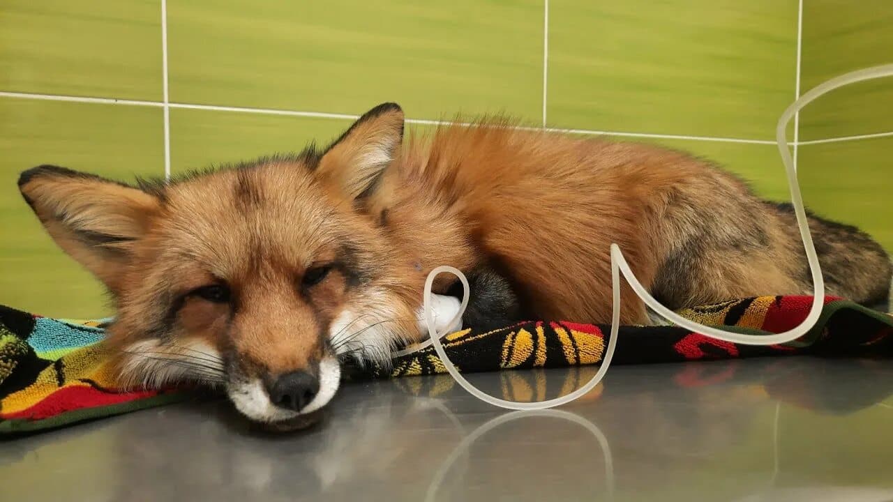 Кастрация самца другого вида животных