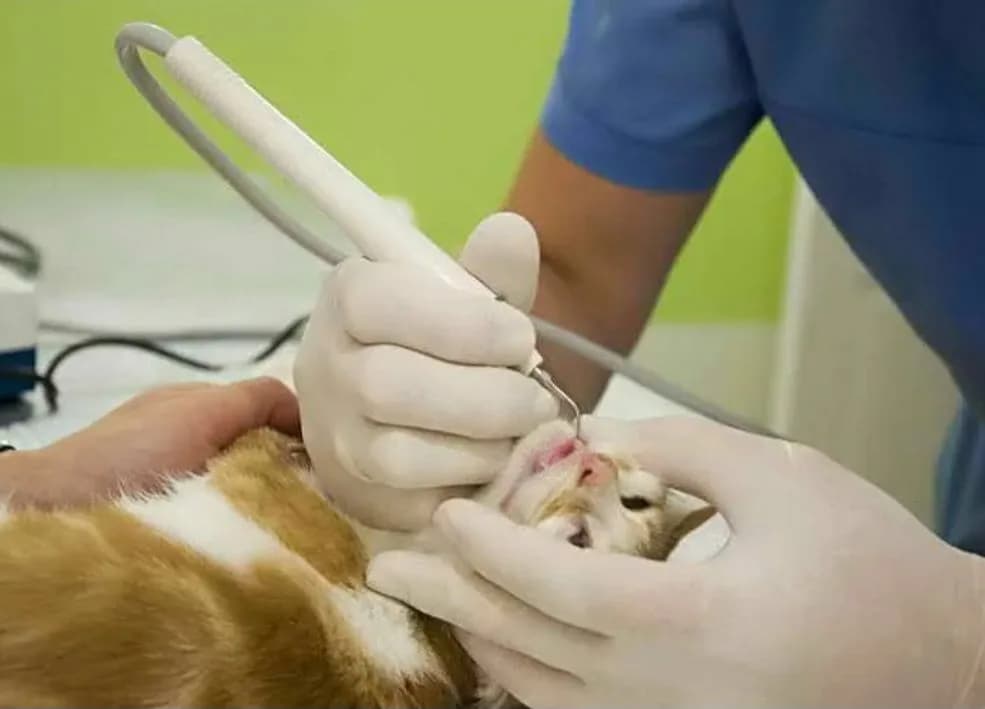 Удаление постоянных зубов, 2-корневой с резекцией﻿