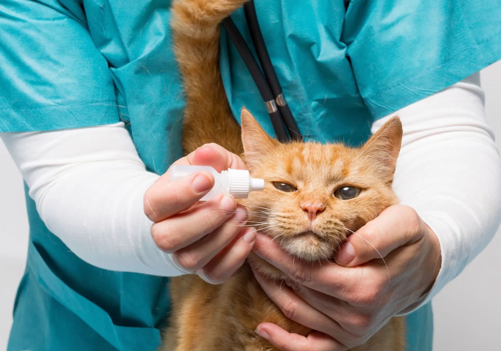 Сухой нос: О чём стоит знать и чего бояться?