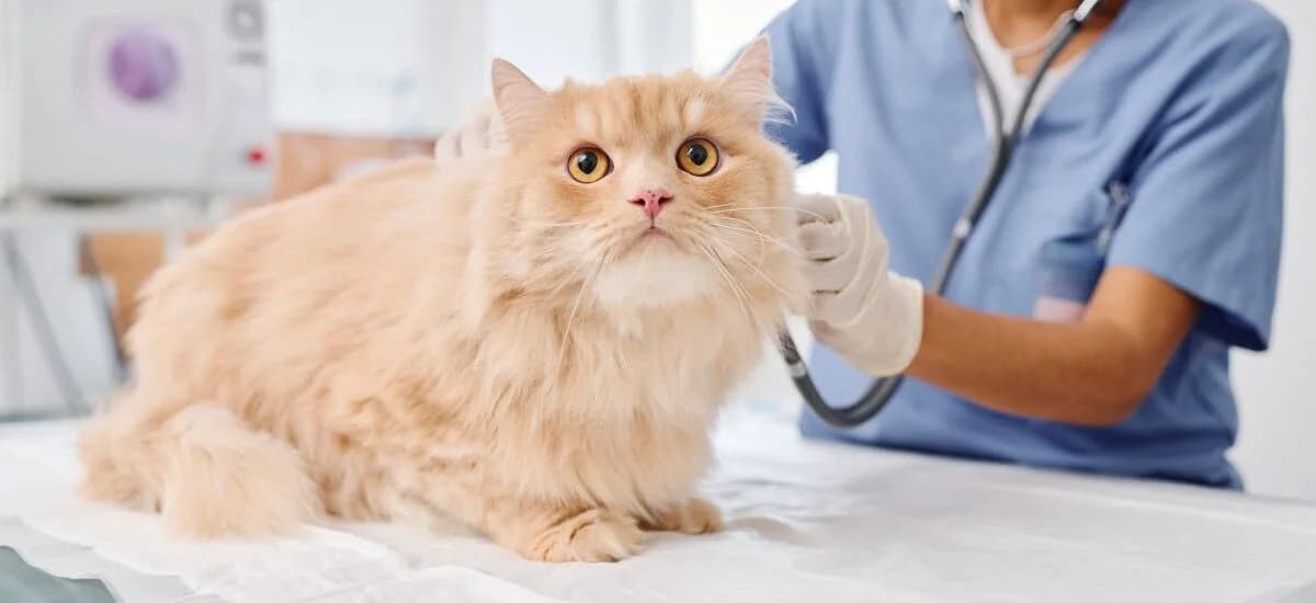 Сухой нос: О чём стоит знать и чего бояться?