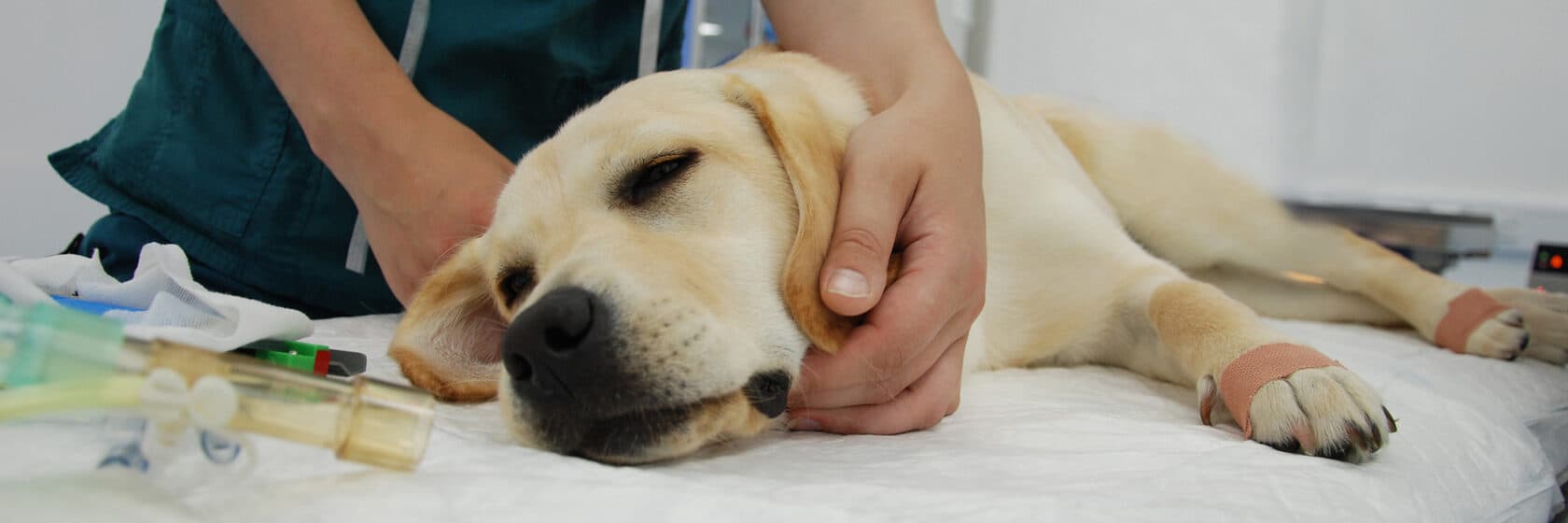 Кастрация кобеля крипторха (локализация в брюшной полости) более 30 кг