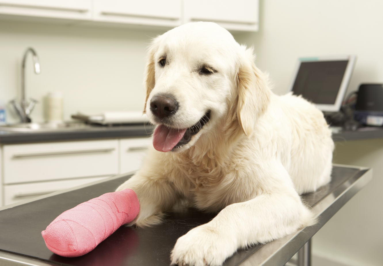 Ампутация пальца собака 10-30 кг