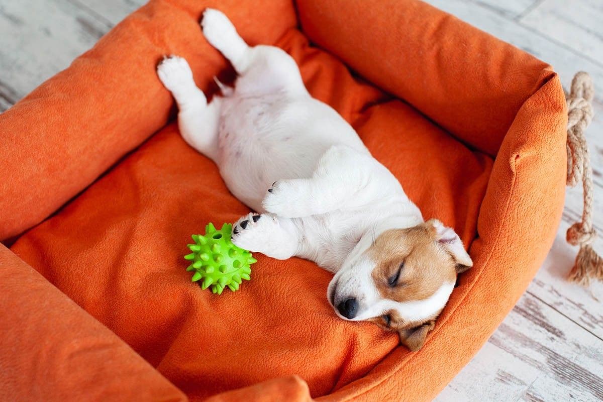 Как подготовиться к появлению щенка в доме