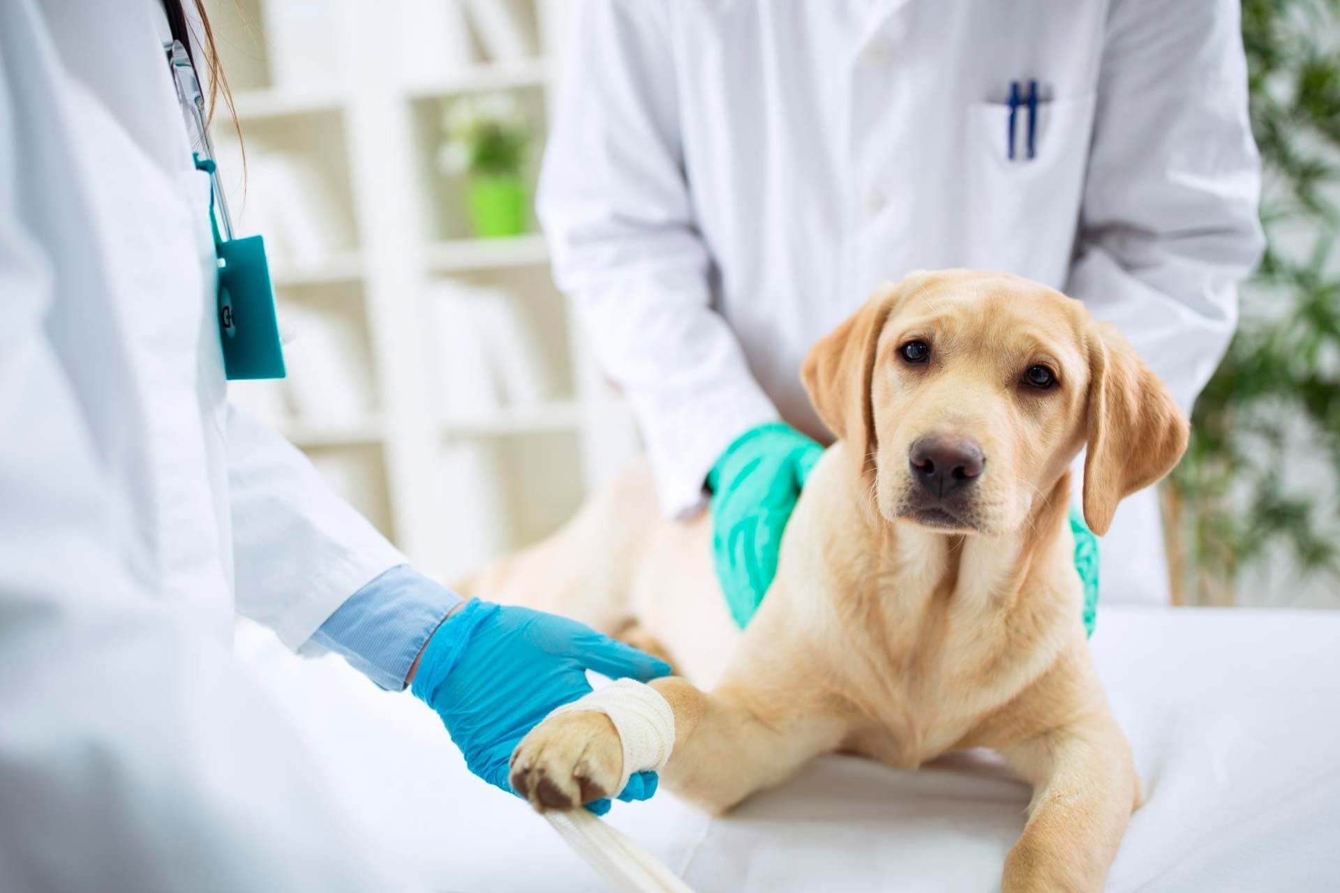 Удаление матки и яичников у суки при патологии 10-30 кг﻿