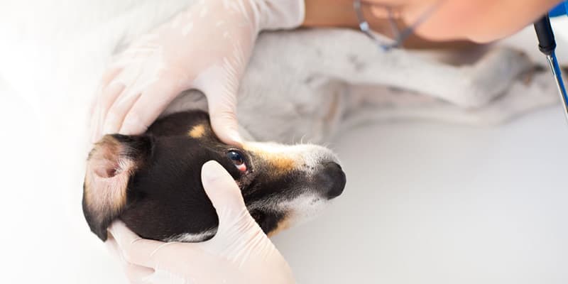 Бужирование﻿