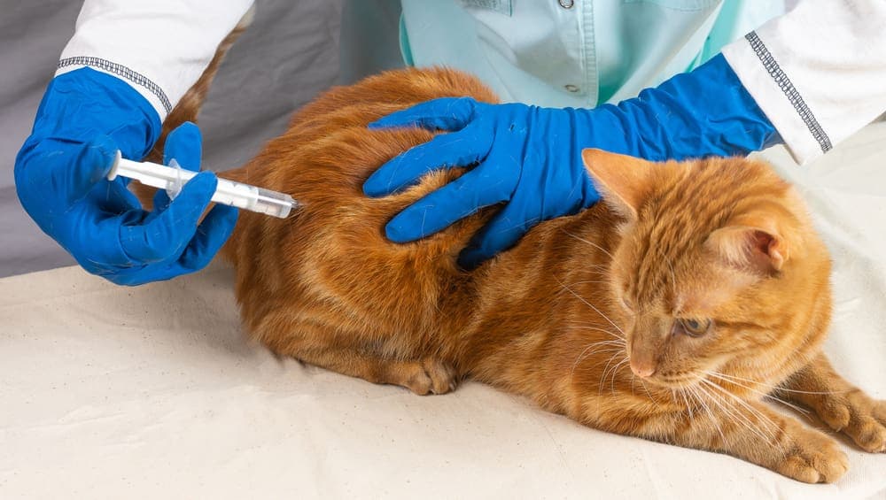 Новокаиновая блокада, местная анестезия﻿