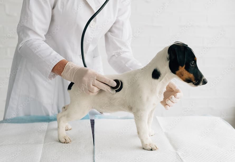 Микроскопическое исследование ректального смыва, метод Нативной капли﻿