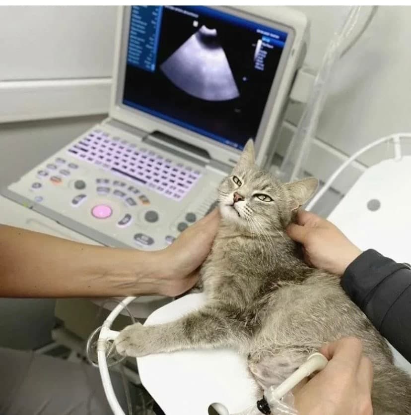 УЗИ мочевыделительной системы 