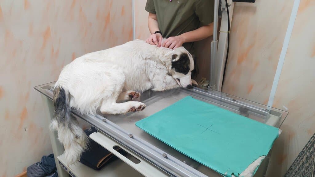 Стерилизация суки от 20 кг до 40 кг﻿