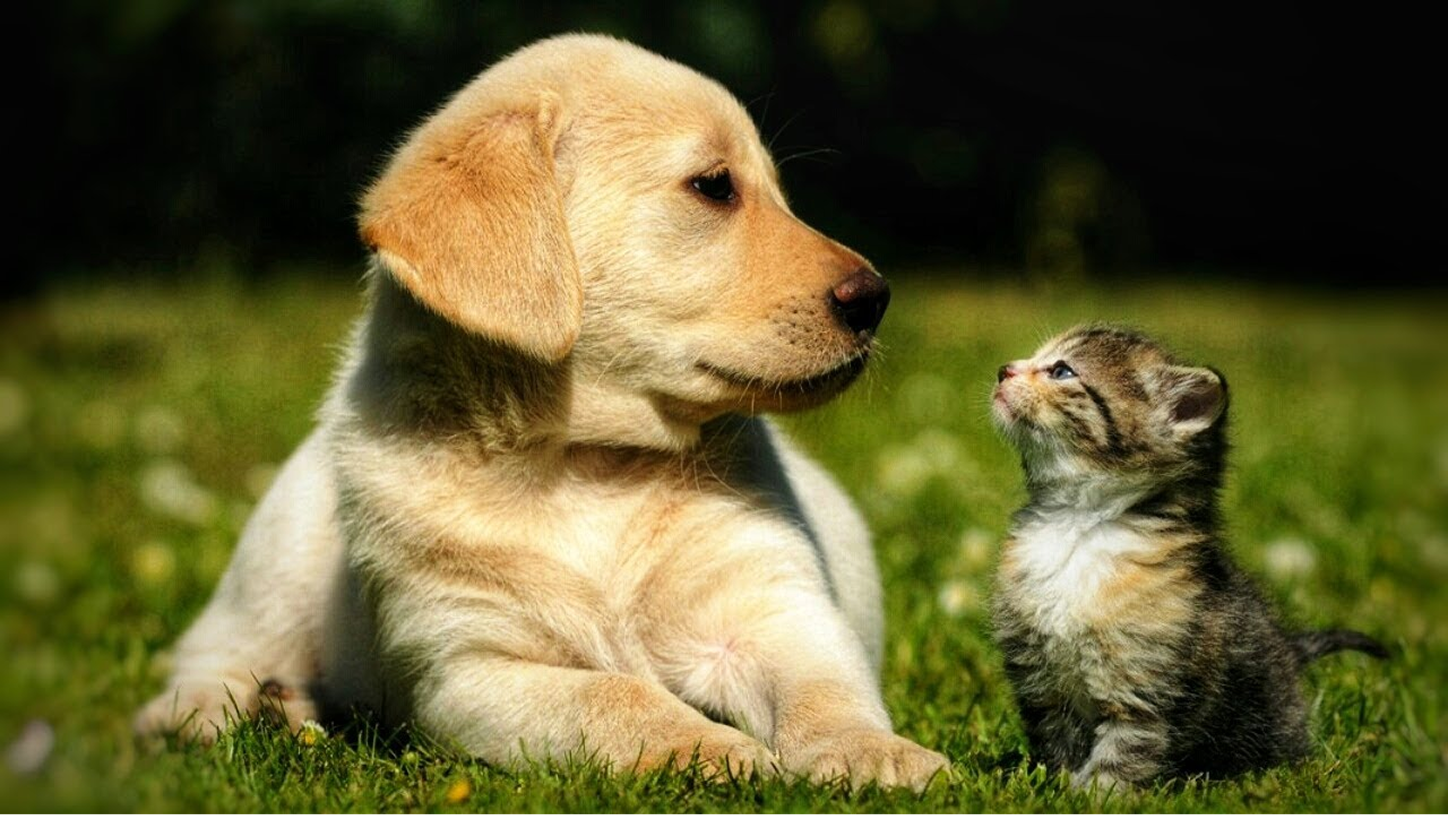 Лабораторная
диагностика - изображение 2