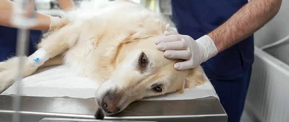 Купирование хвоста кошка, собака более 30 кг