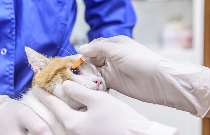 Первичная хирургическая обработка травмы века