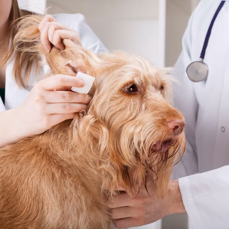 Промывание слухового прохода