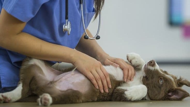 Удаление параанальных желез собаки до 20 кг