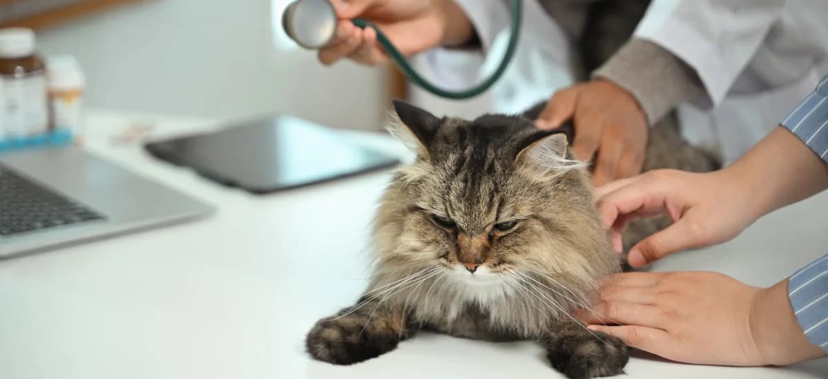 Промывание параанальных желез