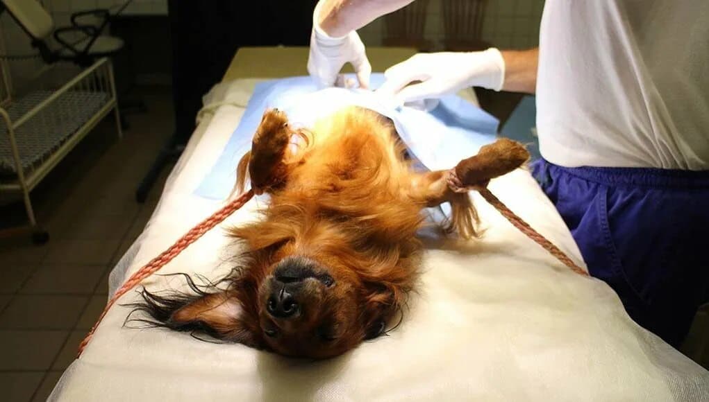 Стерилизация суки от 5 до 10 кг