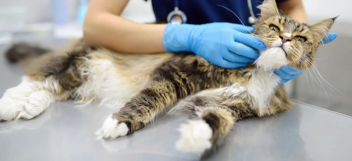 Повторный прием дерматолога