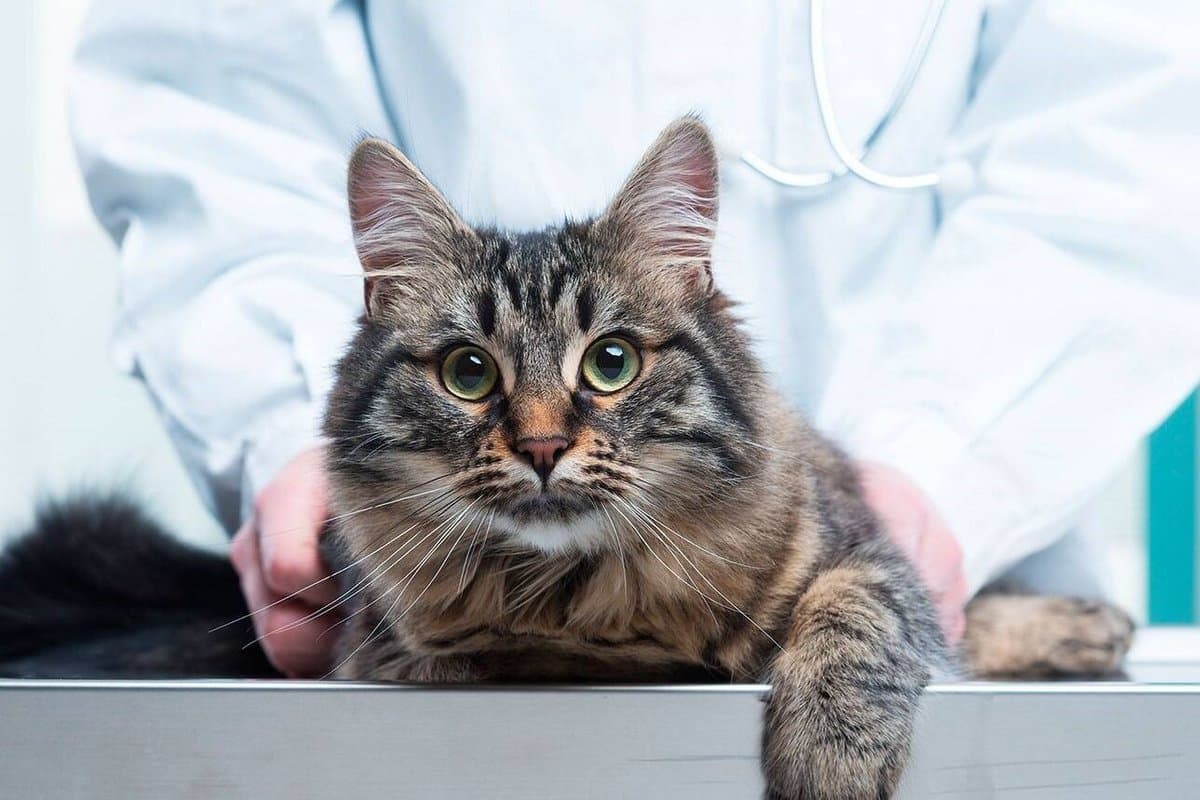 Удаление параанальных желез кошки