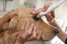 Тест Ширмера